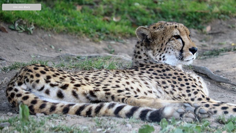 アフリカンサファリ　チーター　寝